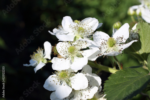 Blackberry blossom. White flowers on plant photo