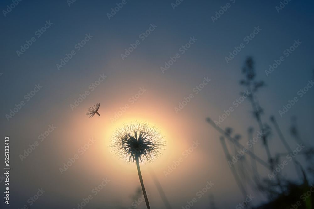 Fliegender Löwenzahn im Gegenlicht der Abendsonne.