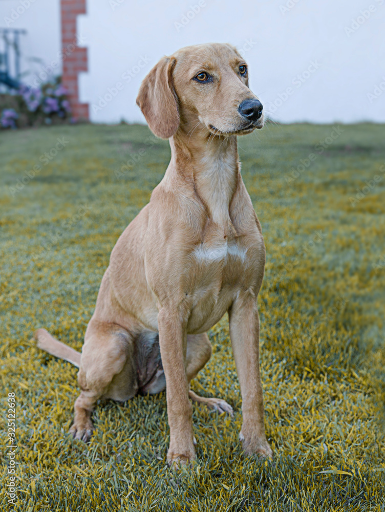 Cute and funny dog photo portrait Cute and funny dog photo portrait