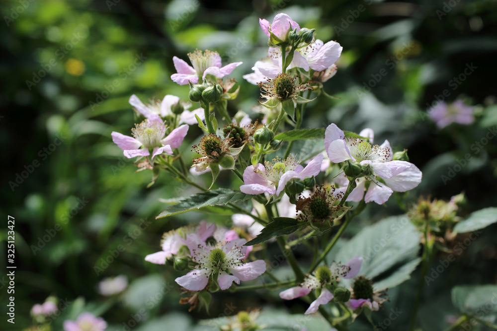 Fototapeta premium Blackberry blossom. Buds, flowers and unripe berries