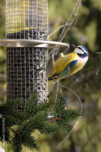 Titmouse feeding