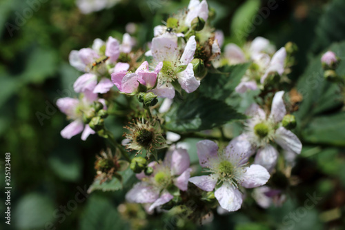 Blackberry blossom. Buds  flowers and unripe berries