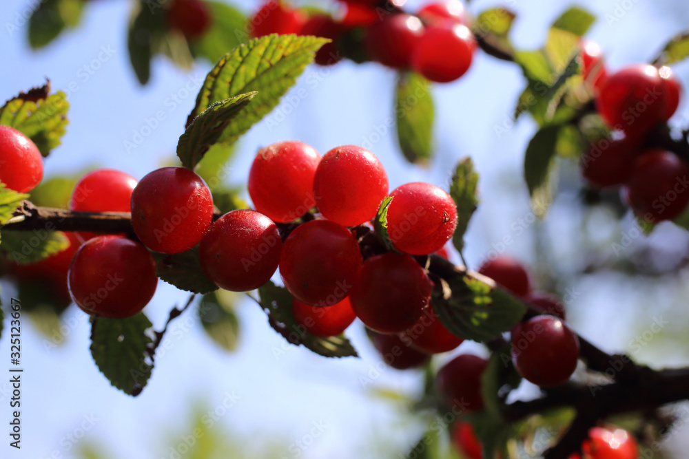 Nanking cherry and blue sky. Far eastern delicacy Nanking cherry and blue sky. Far eastern delicacy