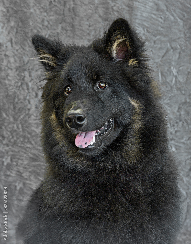 Cute and funny dog photo portrait Cute and funny dog photo portrait