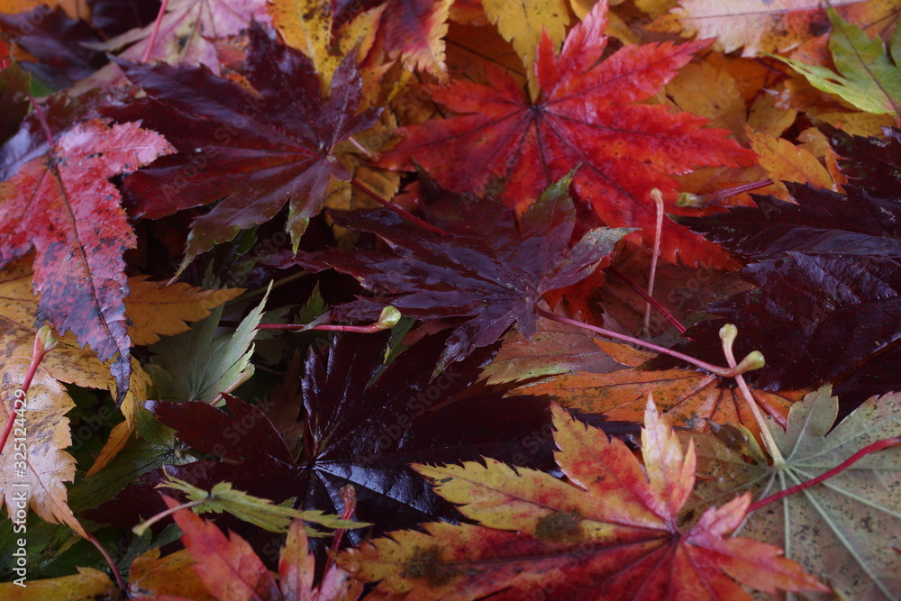 Multicolor autumn maple leaves background Multicolor autumn maple leaves background