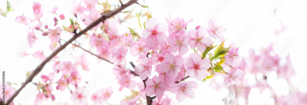満開の桜 河津桜 パノラマ 満開の桜 河津桜 パノラマ