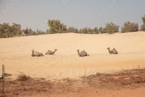 wartende Kamele (Dromedare) auf Sanddüne mit Büschen