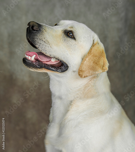 Cute and funny dog photo portrait © John