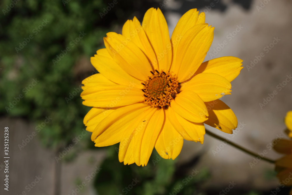 Obraz premium Growing heliopsis flower in garden