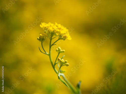 Fototapeta Naklejka Na Ścianę i Meble -  Aurinia saxatilis yellow ornamental flower