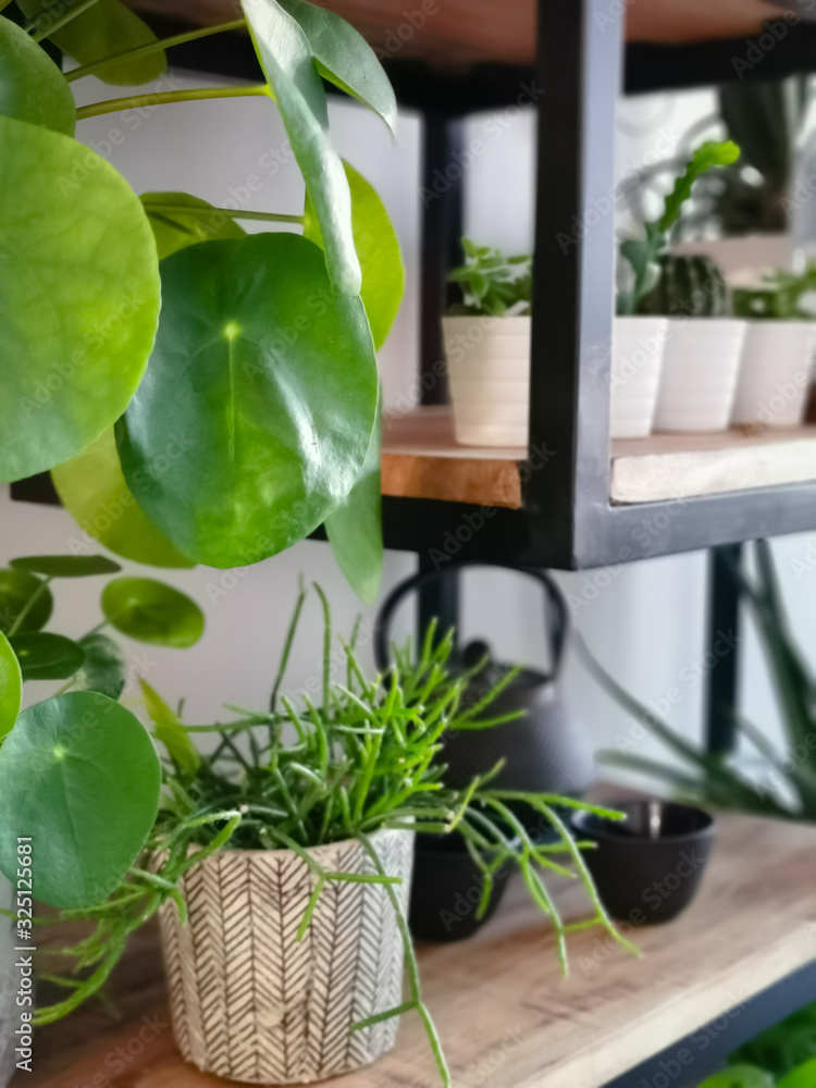 Industrial open shelf cupboard filled with numerous house plants in pots such as a pancake plant or pilea peperomioides creating an indoor garden