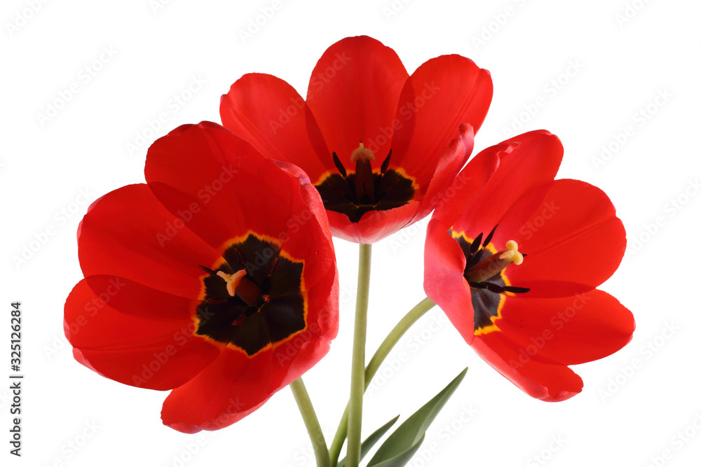 Obraz premium Red vertical tulips isolated on white