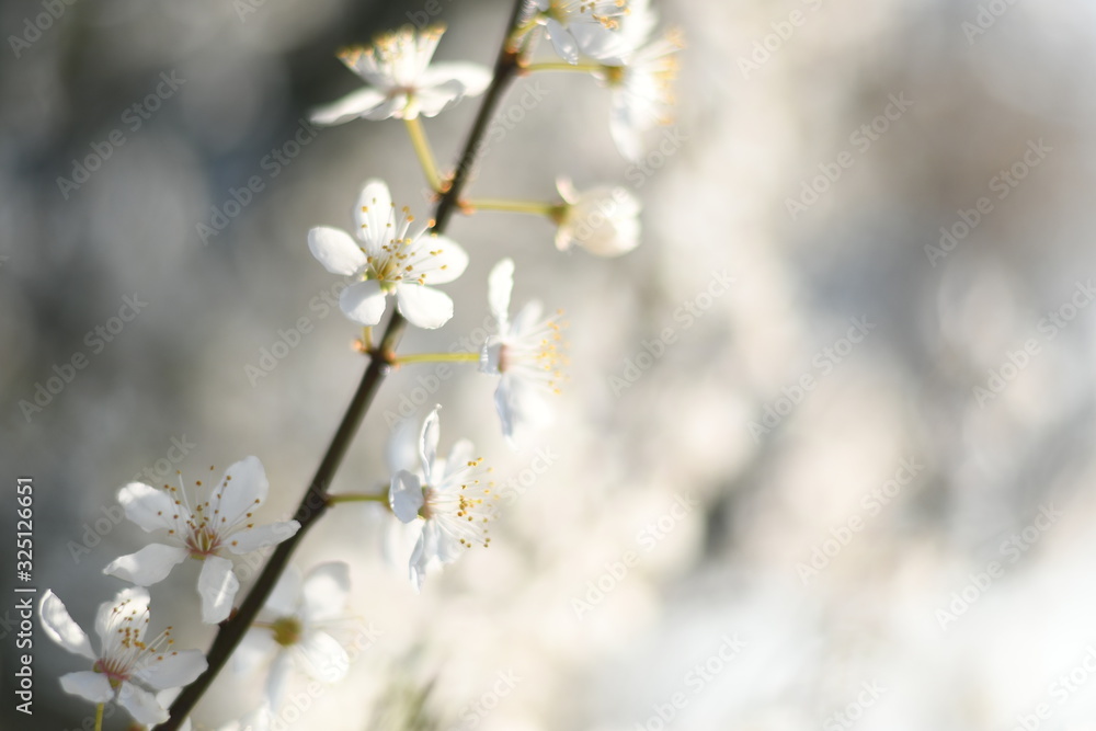 Blossom Blossom