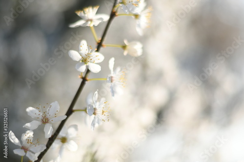 Blossom © Megan