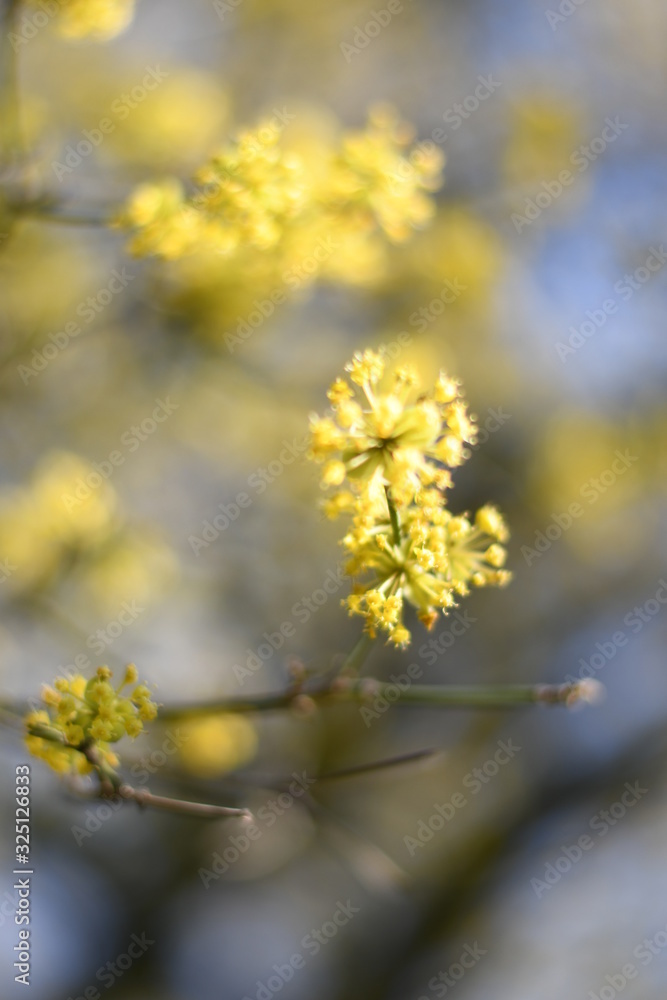 Flowers Flowers