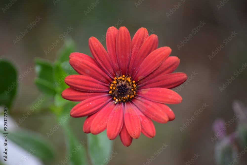 Fototapeta premium Flower