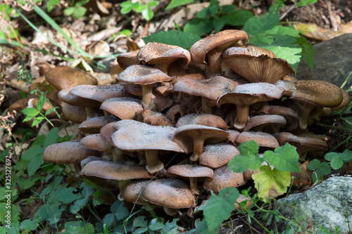 A photo of mushrooms in the wood