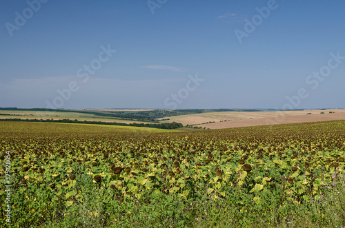 Sunflowers on the blue sky at the beginning of the summer