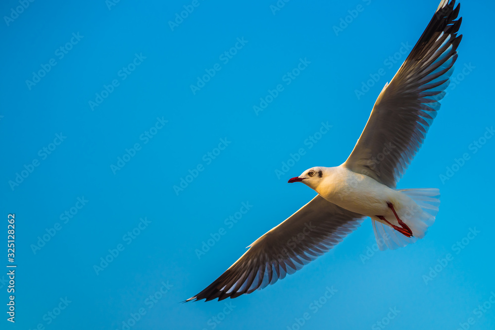 Obraz premium seagull in flight
