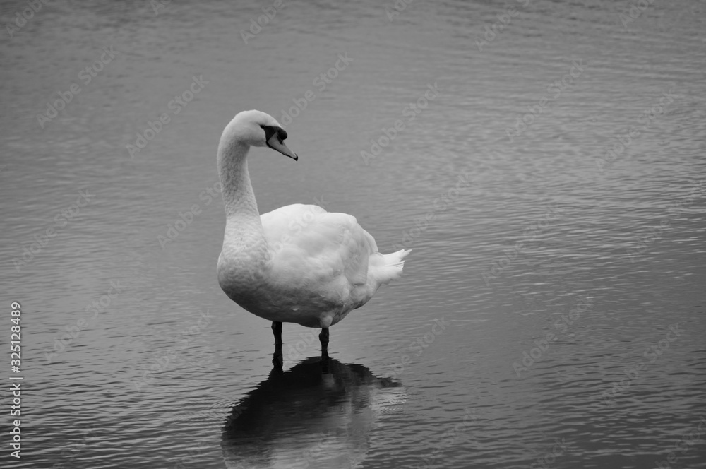 Obraz premium Black and white swan in lake