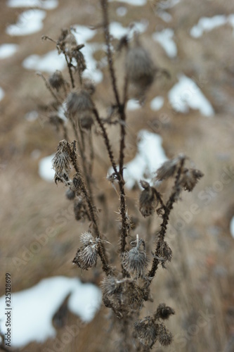 dried winter flowers 