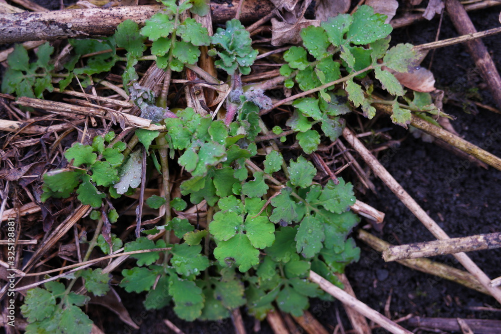 celandine in early spring celandine in early spring