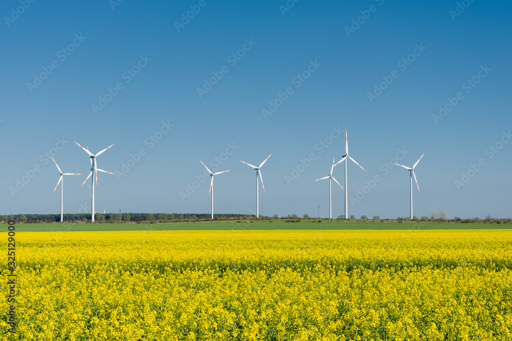 blooming yellow canola field with wind turbines in th background blooming yellow canola field with wind turbines in th background