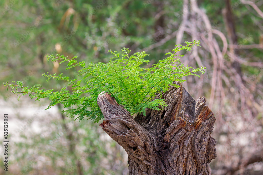Fototapeta premium Akazie