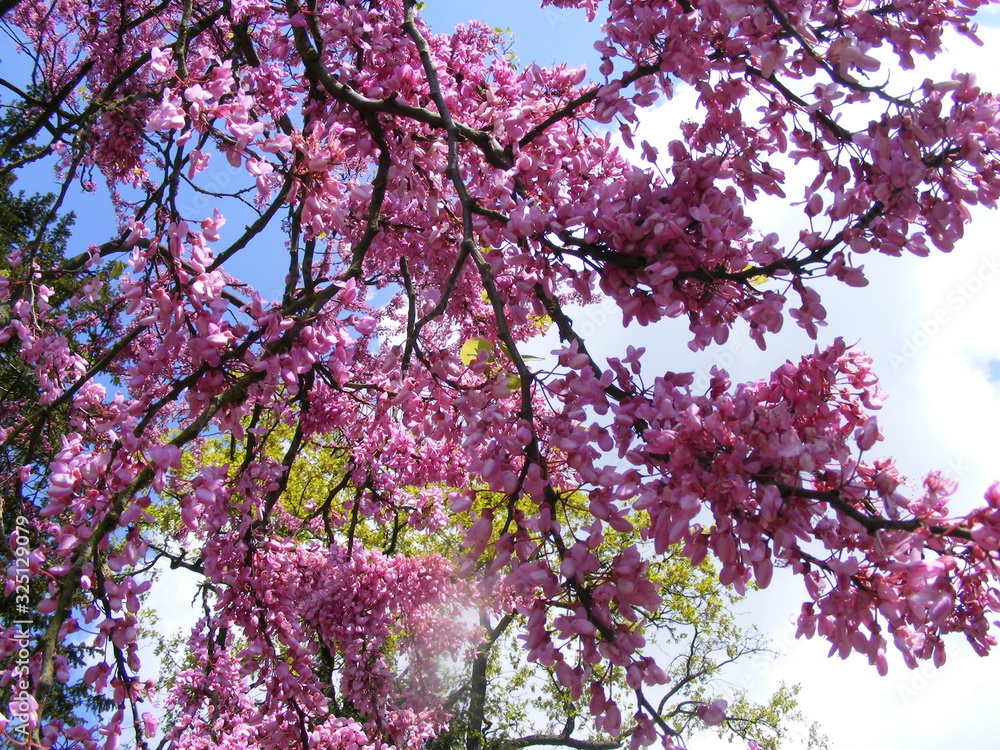 spring spring