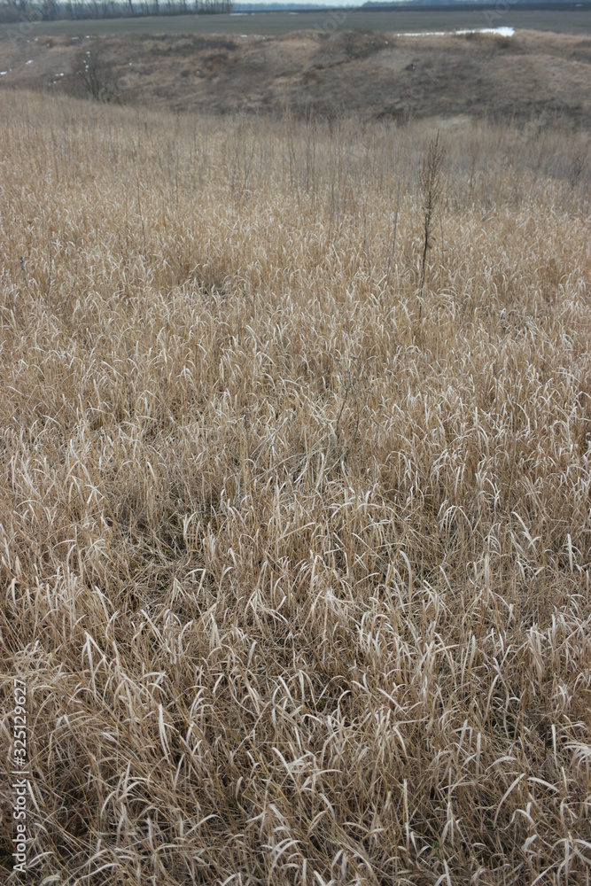 brown grass in field brown grass in field