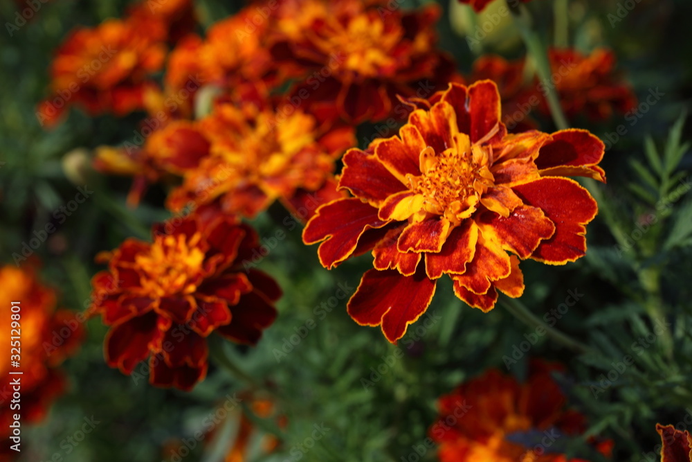 Marigold flowers background Marigold flowers background