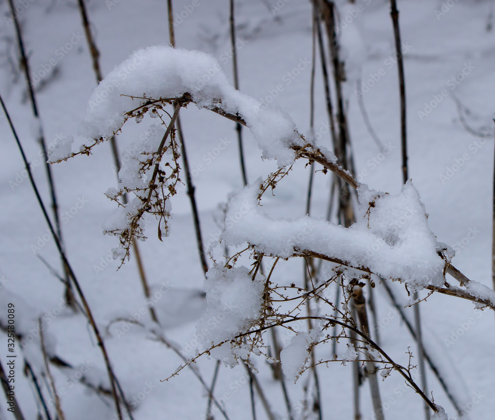 The branches of the tall grass are covered with a snow blanket in the cold winter The branches of the tall grass are covered with a snow blanket in the cold winter