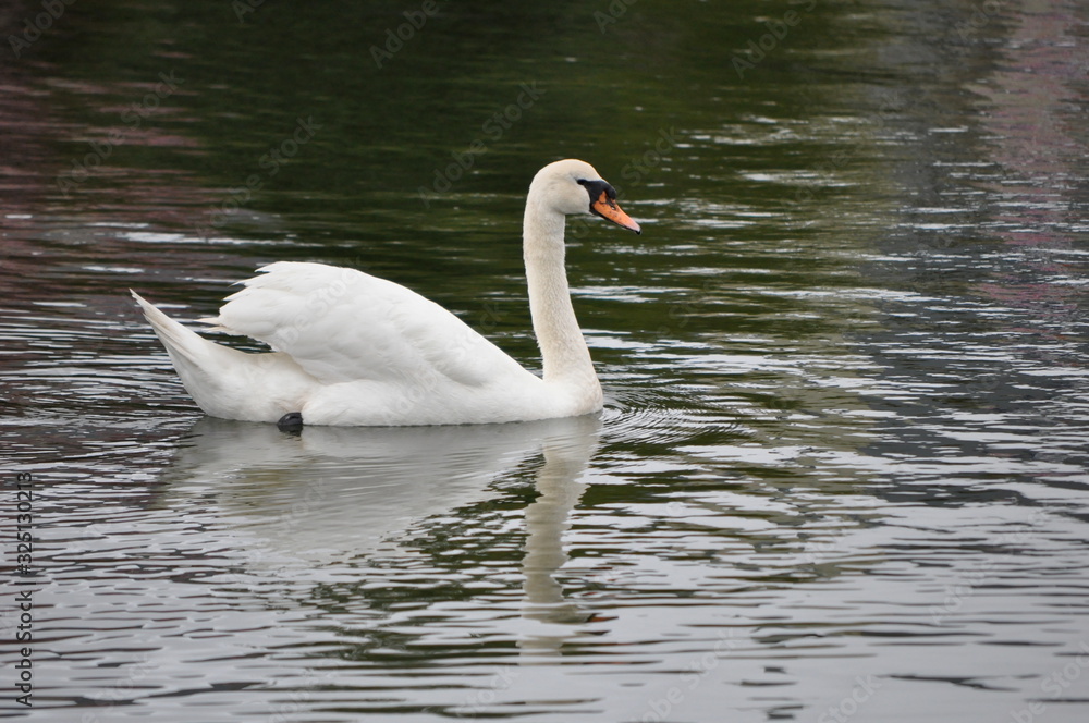 Swan in lake w reflection
