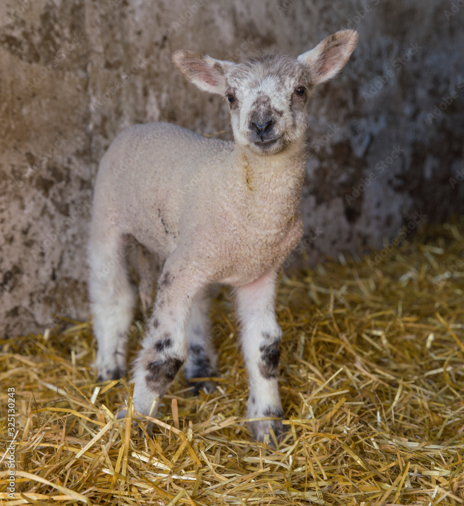 Young lamb in a barn