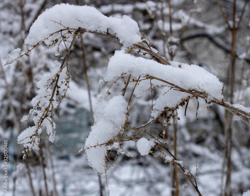 The branches of the tall grass are covered with a snow blanket in the cold winter