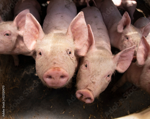 Young cute piglets in a barn
