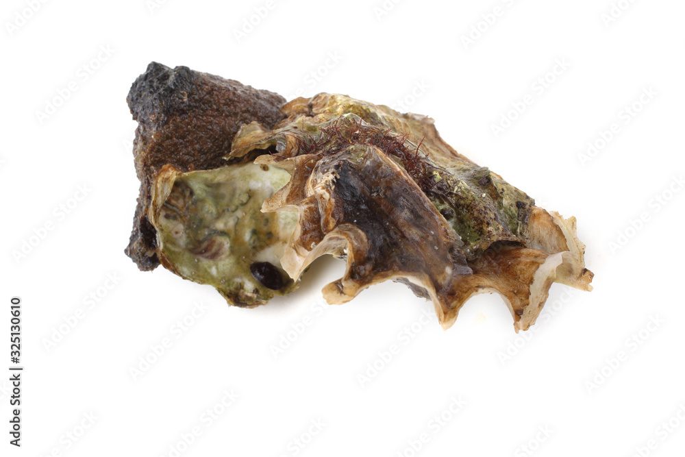 Oyster on stone isolated on white