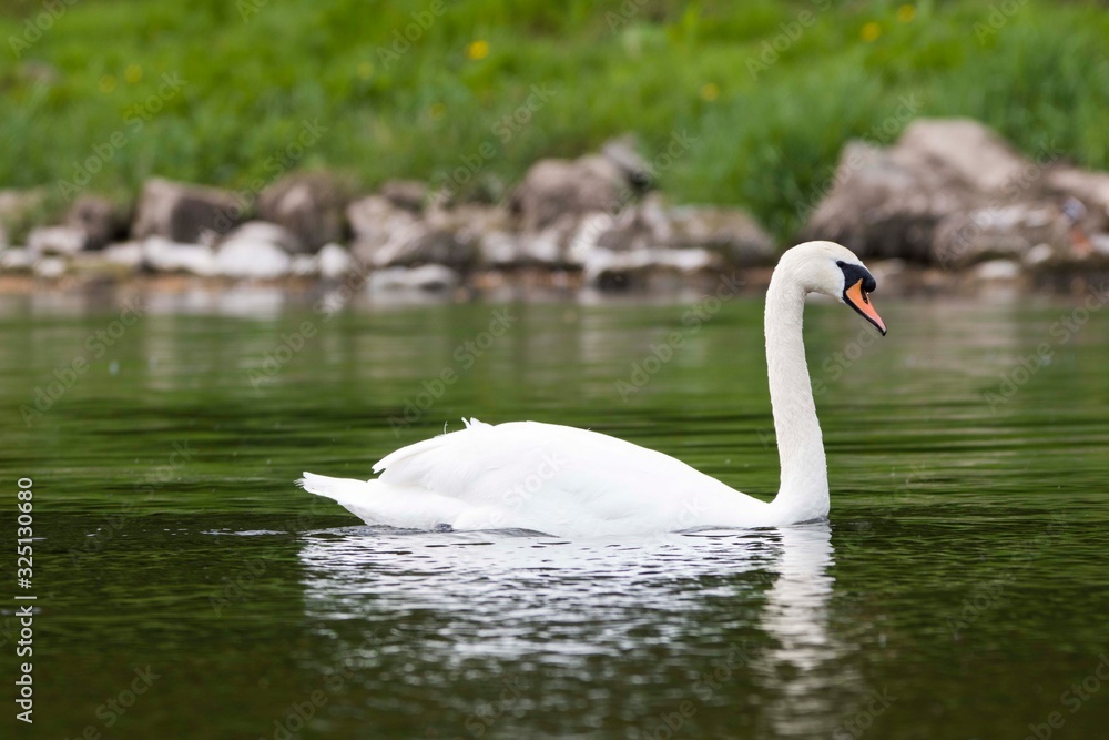 White swan along the river White swan along the river