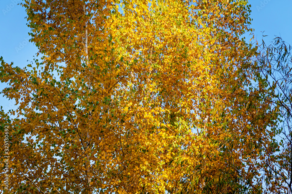 A close-up view of an autumn tree A close-up view of an autumn tree