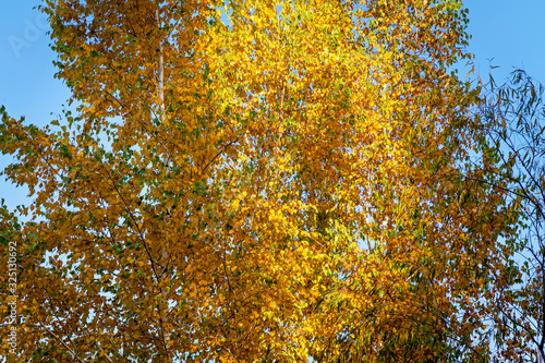 A close-up view of an autumn tree