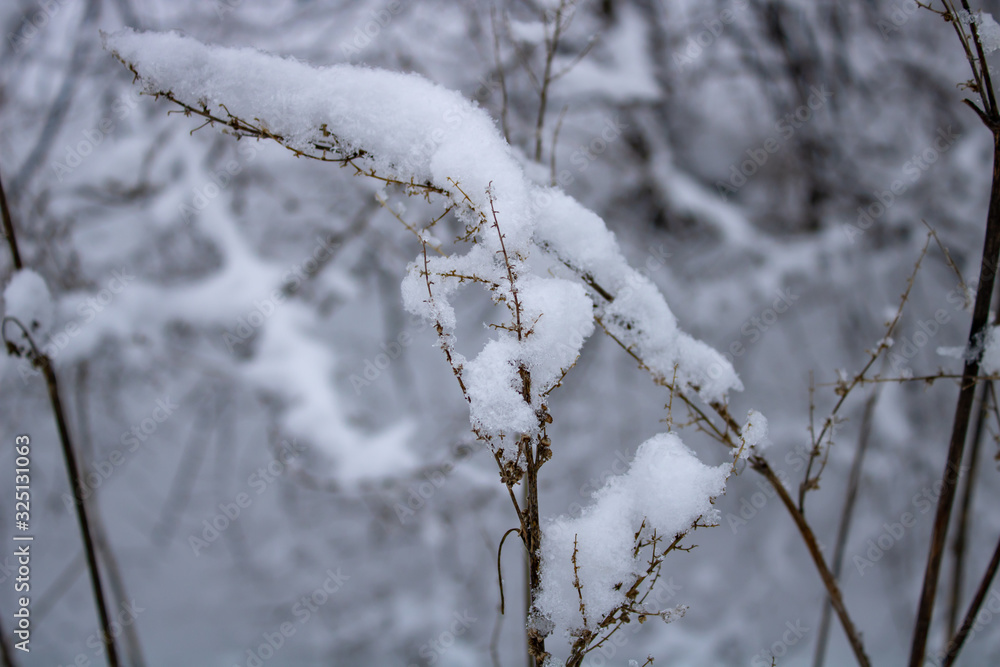 The branches of the tall grass are covered with a snow blanket in the cold winter