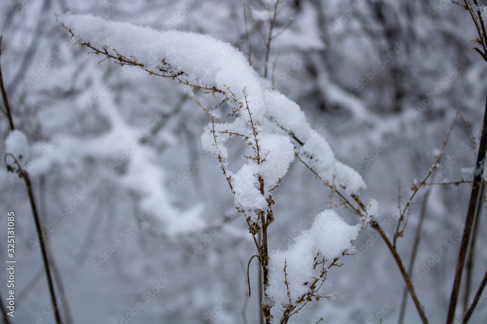 The branches of the tall grass are covered with a snow blanket in the cold winter The branches of the tall grass are covered with a snow blanket in the cold winter