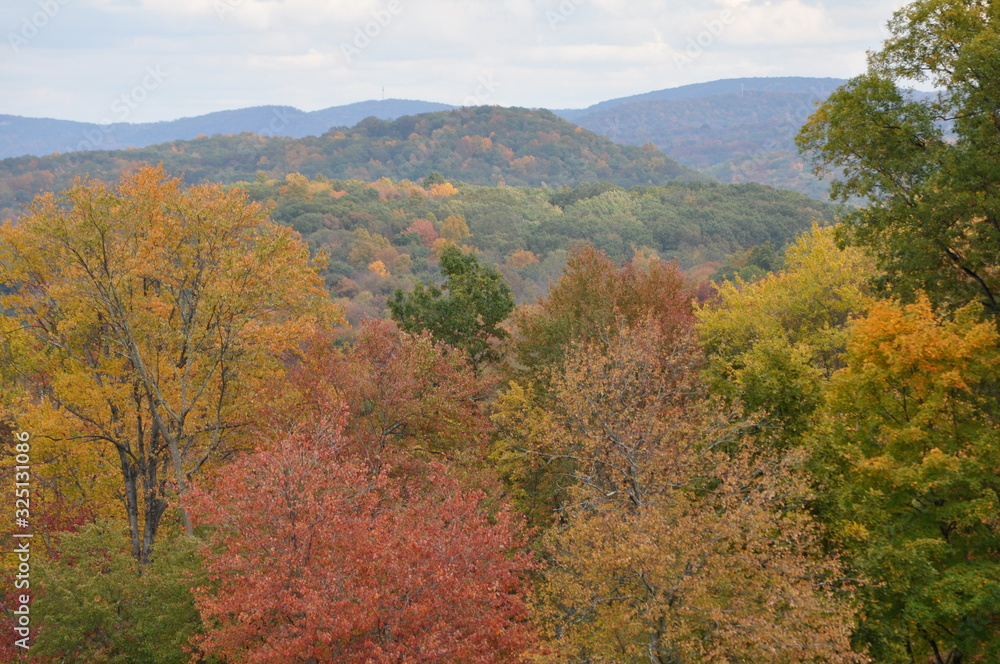 Fall trees w mountains