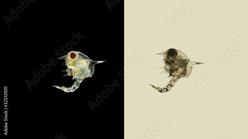 The crab larva under the microscope, called Zoea, lives as a part of plankton, feeds on unicellular algae, then it moves to the next stage, the megalopa larva, soon sinks to the bottom and becomes a photo