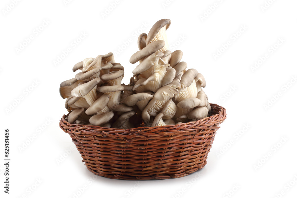 Oyster mushrooms on wicked plate Oyster mushrooms on wicked plate