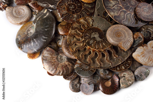 Ammonites isolated on white. Different ammonite varieties