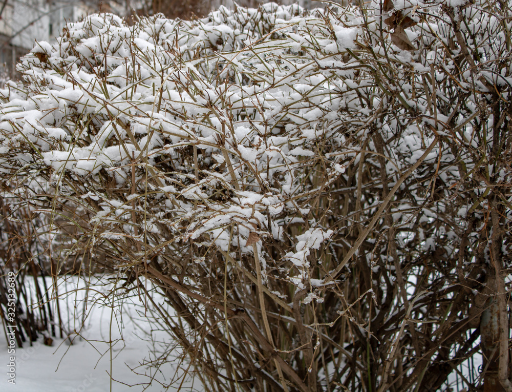Overgrown shrubs in the snowy blanket of cold winter