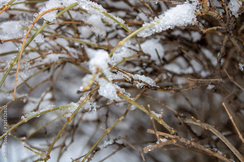Overgrown shrubs in the snowy blanket of cold winter Overgrown shrubs in the snowy blanket of cold winter