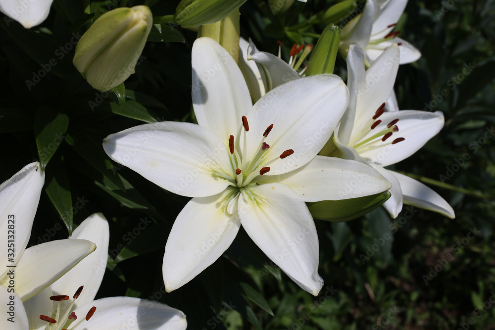 Fototapeta premium Growing white lilies