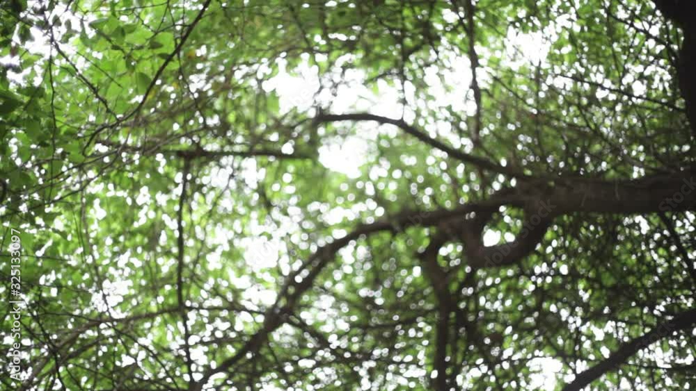 Forest Jungle in the tropical dry evergreen forest, Tamil Nadu, India 2 Forest Jungle in the tropical dry evergreen forest, Tamil Nadu, India 2